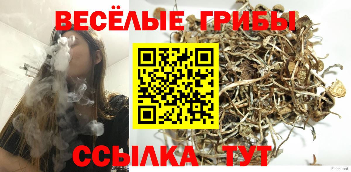 Псилоцибиновые грибы Psilocybine cubensis  Вход с VPN  Россошь 